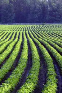 crops crops